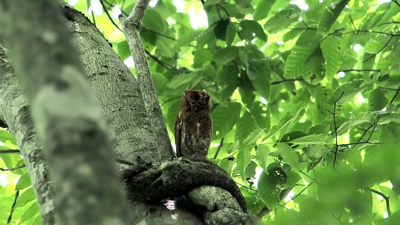 コノハズクとアオバズク（2023.7.17 & 18） : 北摂バーダーのBirding記録