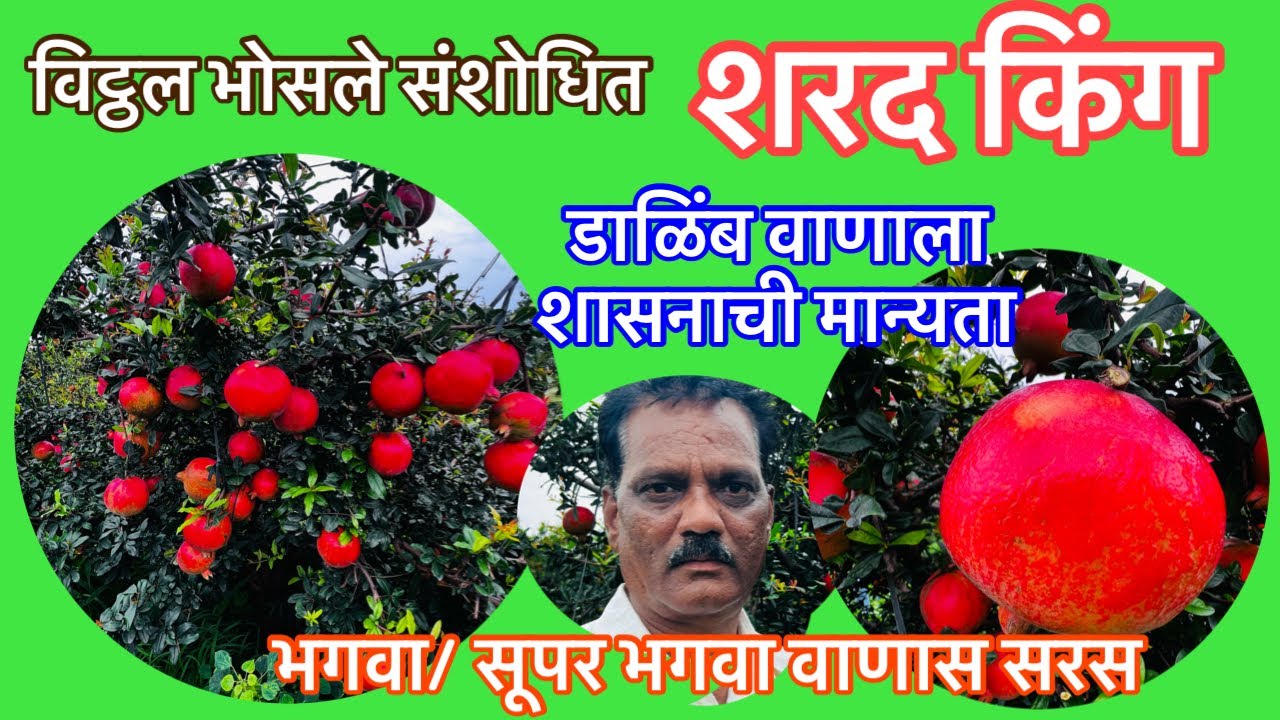 शरद किंग  डाळिंब वाणास शासनाची मान्यता।Sharad King pomegranate Variety