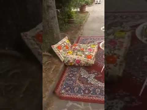 حلوة جزائرية في عرس مغربي Shorts