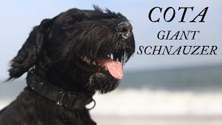 Cota Giant Schnauzer  Stressed out and tries to play bite the owner.