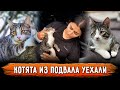 Котята с поражёнными глазами из подвала, спустя полтора года обрели прекрасную семью в Москве.