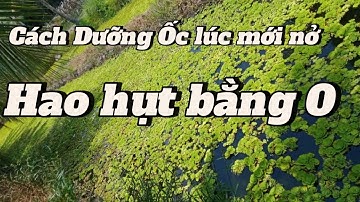 Ấp trứng và dưỡng ốc Con Như thế nào. sdt 035.830.9326 #ocnhoi #ốcbươu #xuhuongyoutube
