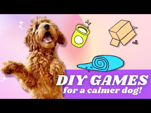 Training Time - Easy, DIY Enrichment Games for Your Pup