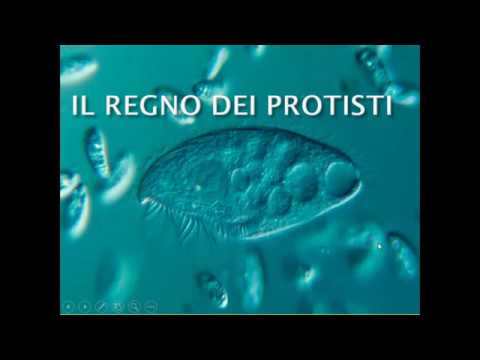 Il regno dei Protisti