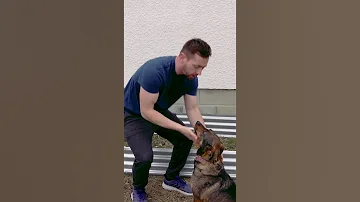 Are Females The Better Sex My Garden Says Yes Garden Dogs Shorts 