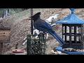 Woodshed Breakfast🐦10 Species! LIVE STREAM REPLAY Descanso, CA California Mountain Bird Feeder