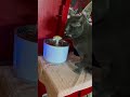 Take one of trying to see if my cat will drink from her new water fountain 😭