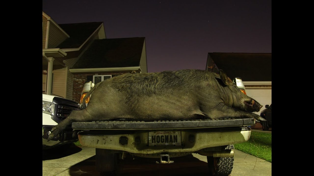 Big game hunting in New Orleans man has nabbed thousands of wild boar