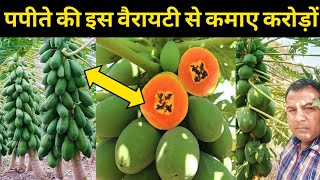 पपीते की इस वैरायटी से कमाए लाखो Red Lady 786 Papaya Ki Kheti Kaise Kare9457962045