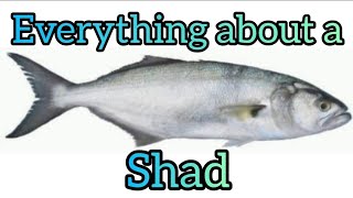 Everything you need to know about a South african shad also know as blue fish and how to catch a one