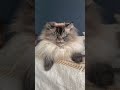 ”ME THINKING I GOT THE SWEETEST CAT IN THE WORLD!! 🫶🏻” #shorts #cat #catlover #shortvideo