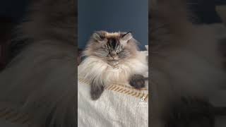”ME THINKING I GOT THE SWEETEST CAT IN THE WORLD!! 🫶🏻” #shorts #cat #catlover #shortvideo