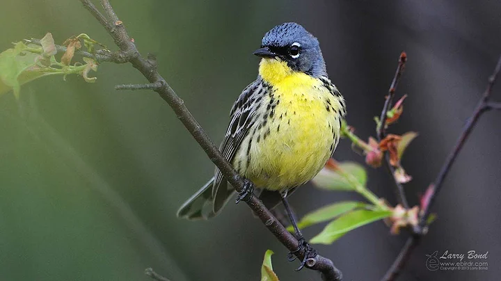 Kirtland's Warbler Extended