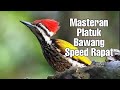 Platuk Bawang Gacor Speed Rapat Favorit Juri Digantangan Mp3 - Mp4 Download