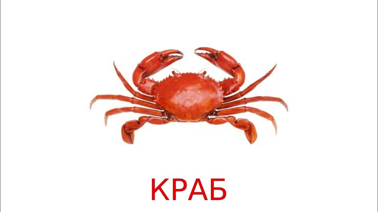 Краб зимой. Краб описание.