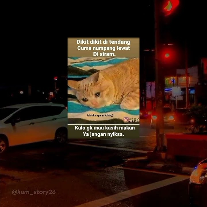 Story wa 30 detik || literasi cocok buat yang hina kucing😴