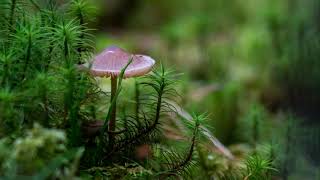 Mystic Mushrooms - Macro Photography