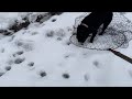 Французские бульдоги гуляют по снегогрязи…