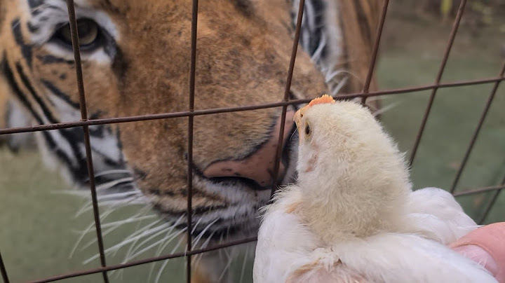 Tigers reaction to a live chick!