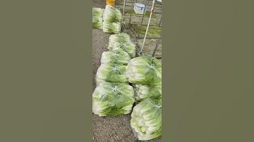 hydroponic system
