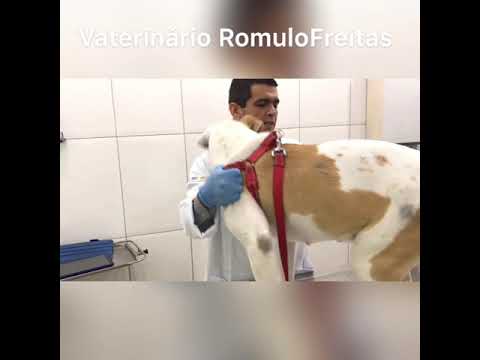 Vídeo: Protusão Em Massa Da área Vaginal Em Cães