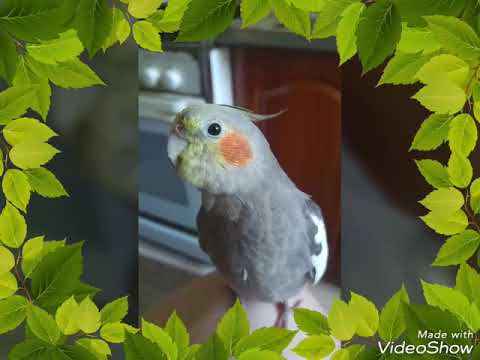 Video: Goffinova kakadu