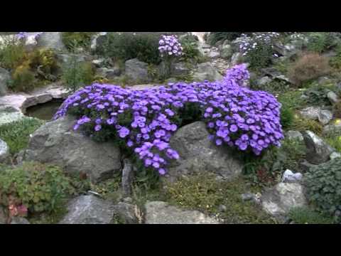Wideo: Kwitnący Rdzeń