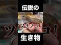 ツチノコの赤ちゃん、ついに発見される⁉︎ #爬虫類 #reptiles #shorts #uma #ツチノコ #ふじぴこ #animals