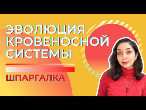 Кровеносная система животных, эволюция — Шпаргалка. ЦТ, ЕГЭ, ЗНО.