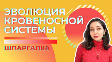 Кровеносная система животных, эволюция — Шпаргалка. ЦТ, ЕГЭ, ЗНО.
