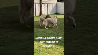 Serious About Play, Committed To Training