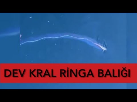 KRAL RİNGA BALIĞI- 9 YIL ARADAN SONRA ORTAYA ÇIKTI