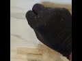Luxury Marble Shower Deep Cleaning