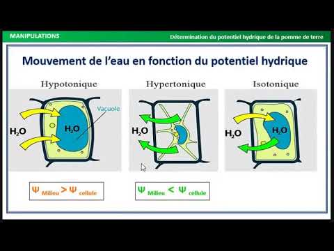 TP Relation plante et eau | Physiologie Végétale S4