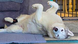 Is Our Old Dog Feeling Better?  She does Have BELLIES Up!
