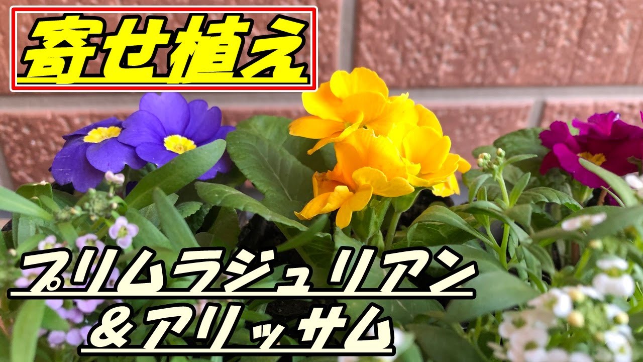 プリムラジュリアンとアリッサムの寄せ植え Youtube