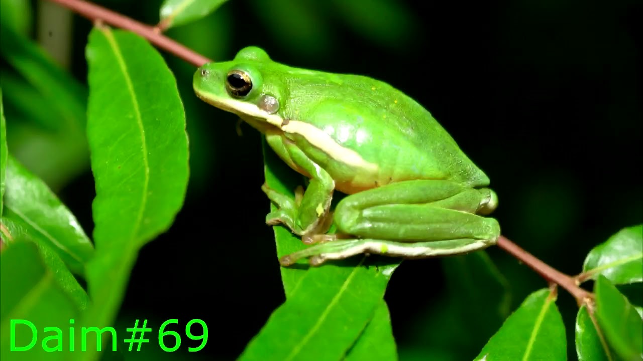 Leej twg raug neeg phem tso dab tom muab tu qav no lo kho ce zoo xwb