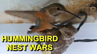 Female Hummingbirds Fighting Over a Nest