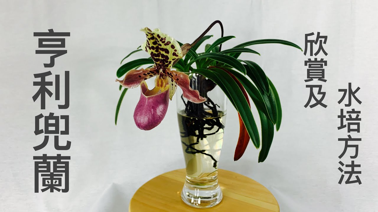 蘭花（36）（粵語）Paphiopedilum henryanum 亨利兜蘭欣賞及水培方法