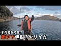 【伊根】この冬絶好調の日本海ヤリイカ!!【エギング】
