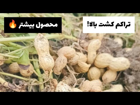 تصویری: چه زمانی کره بادام زمینی اختراع شد؟