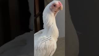 Talking Parrots and Exotic Birds For Sale | Must Watch 2025" beautiful breeder hera bred parit bef