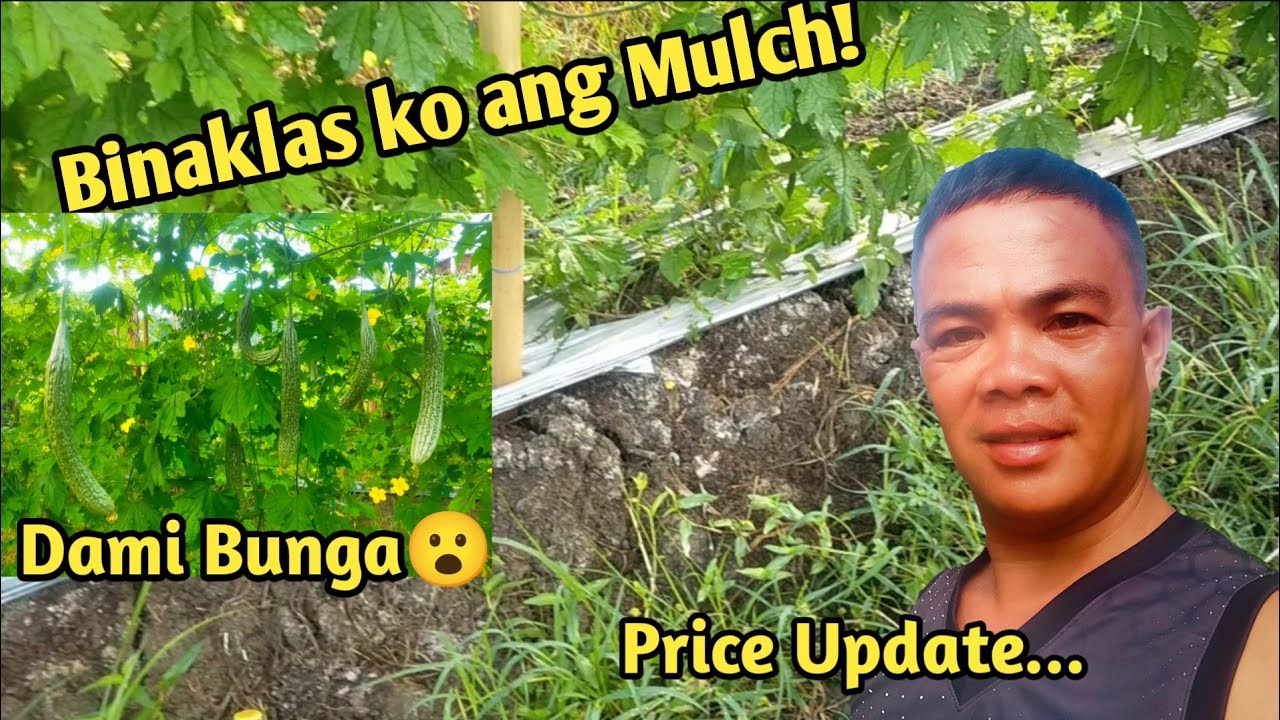 BAKIT KO BINAKLAS ANG PLASTIC MULCH SA AMPALAYA? + PRICE UPDATE