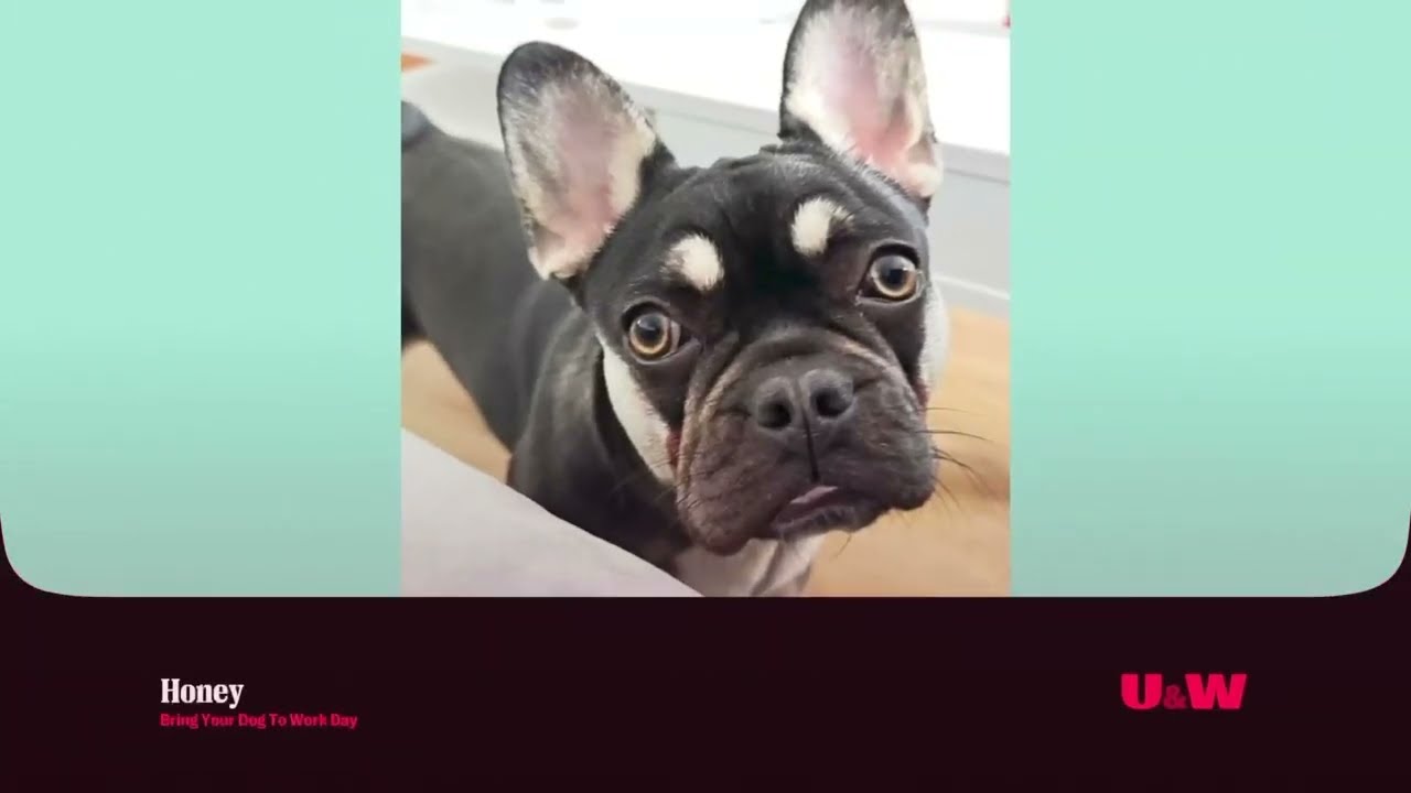 U&W - Bring Your Dog To Work Day - Break Bumper - Honey