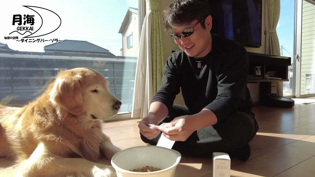 関節炎 変形性関節症で通院しています 新しいサプリメントを試す 大型犬ゴールデンレトリバー ｇolden Retriever Youtube