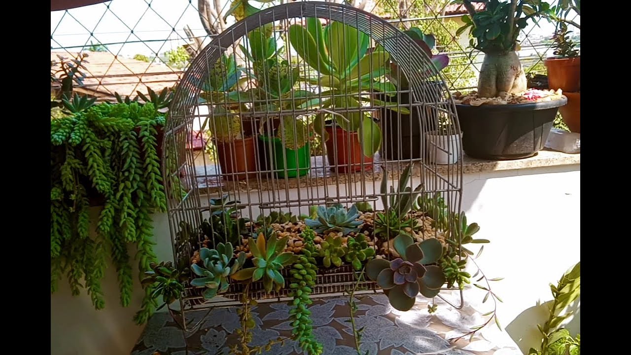 Arranjo de suculentas na gaiola!😍