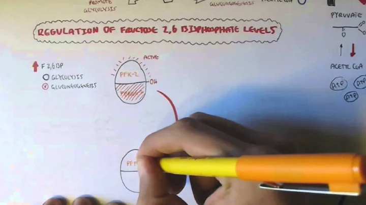 Fructose 6 Phosphate - Fructose 1,6 Bisphosphate Regulation ( By F26BP)