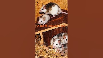 I found a giant mouse nest in my engine.