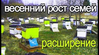 Весеннее развитие пчелосемей. Расширение гнёзд пчёл весной.