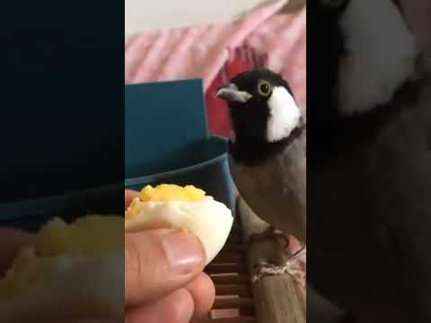 تقديم البيض المسلوق للبلبل البلبل العراق   الامارات المغرب السعودية الطيور